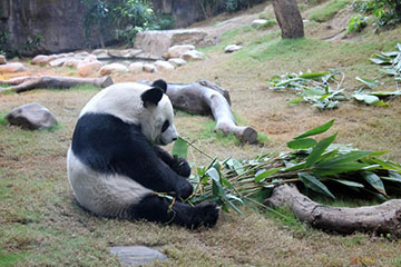 Panda An An