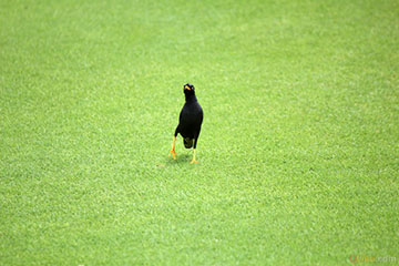 A bird on the grass