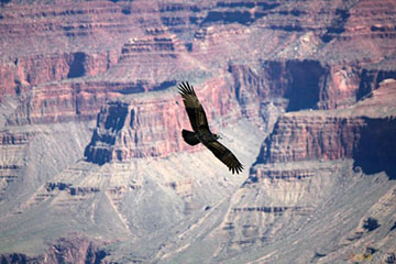 Eagle in the Grand Canyon