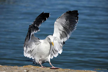 A Seagull in San Francisco