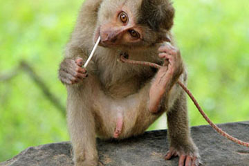 A monkey licking a stick