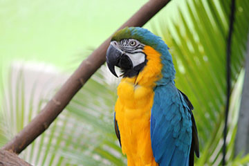 Parrot
