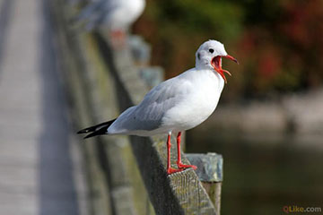 Bird at Stein