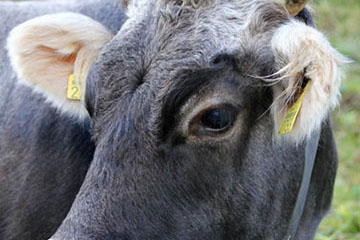 A cow in the alps