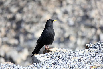 A bird at Gornergrat