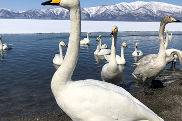 Swan at Sunayu